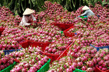 Từ giá Thanh long...