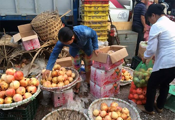 Cơ quan chức năng khẳng định Việt Nam chưa có vùng trồng lựu tập trung làm hàng hóa, lựu ở chợ được nhập từ Trung Quốc