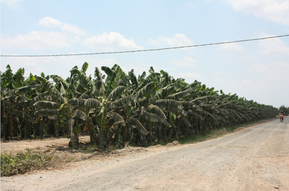 Mô tả ảnh