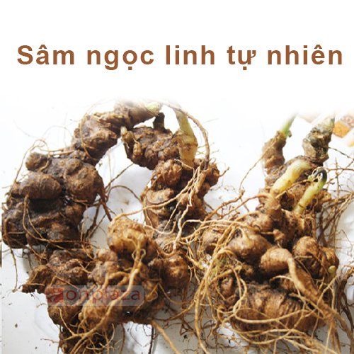 Cẩn trọng kẻo ăn tam thất hoang tưởng Sâm Ngọc Linh