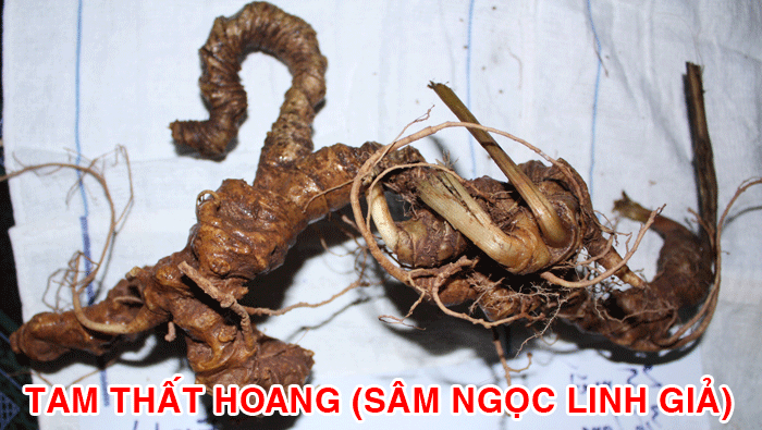 Cẩn trọng kẻo ăn tam thất hoang tưởng Sâm Ngọc Linh