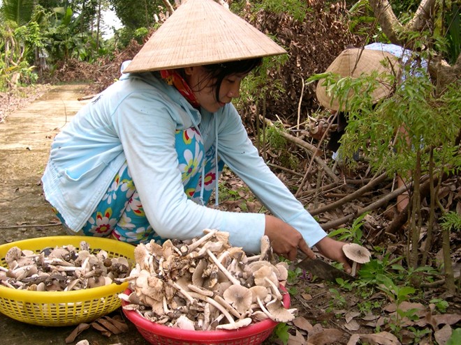 Mô tả ảnh