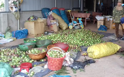 Thu mua chanh dây để bán cho thương lái Trung Quốc