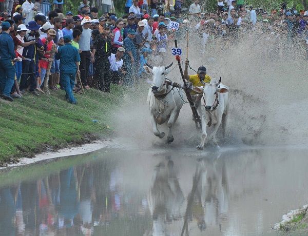 Tưng bừng Lễ hội đua bò Bảy Núi