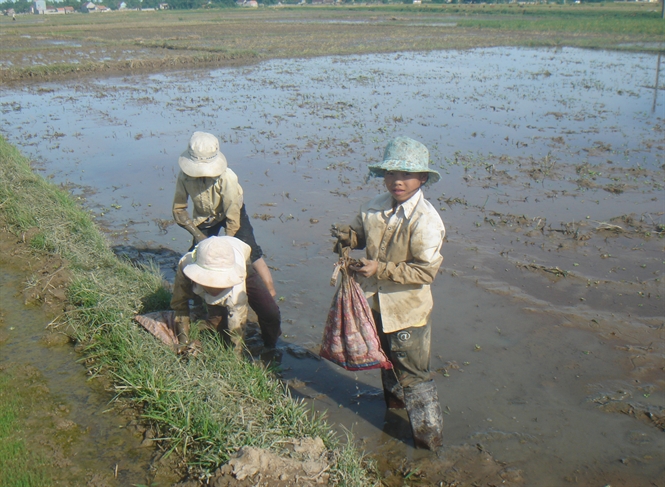 Mô tả ảnh