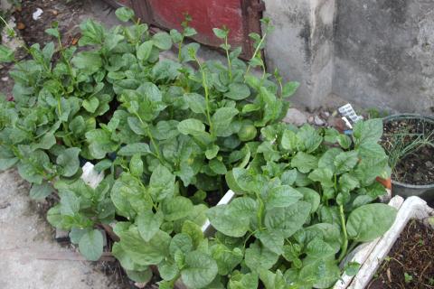 Mô tả ảnh
