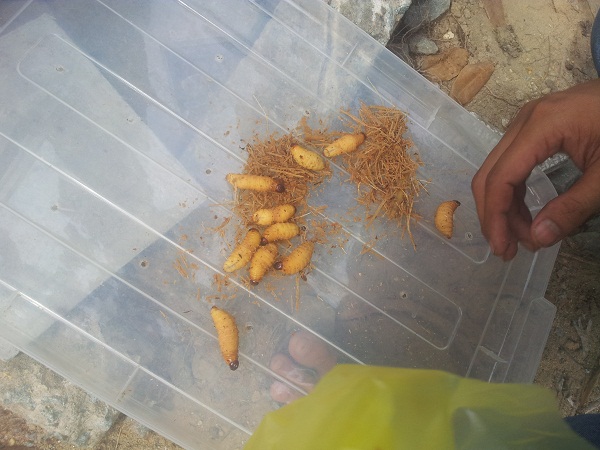Mô tả ảnh