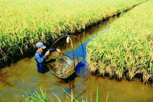 Mô tả ảnh