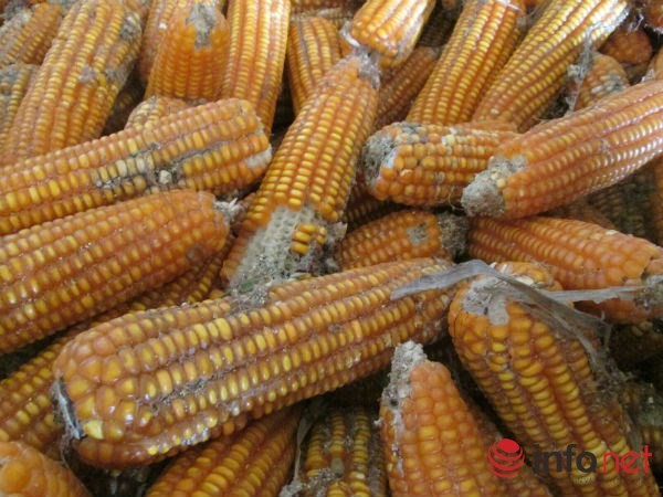 Mô tả ảnh