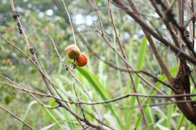 Mô tả ảnh