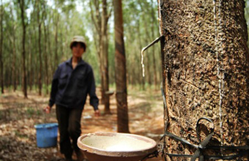 Mô tả ảnh