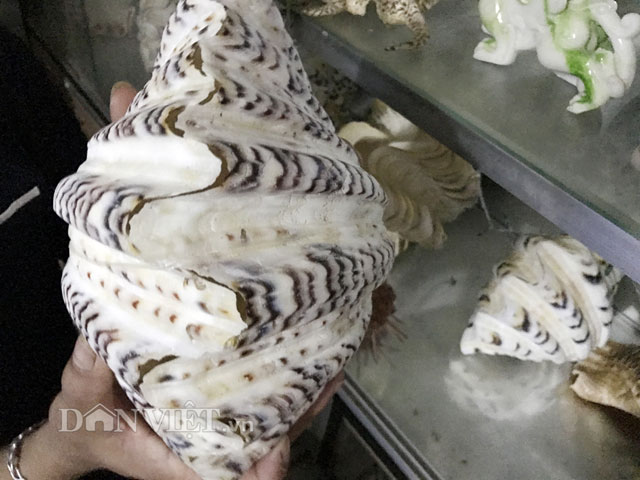 Mô tả ảnh