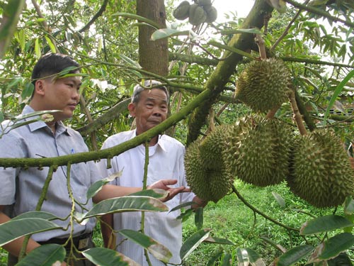 Mô tả ảnh