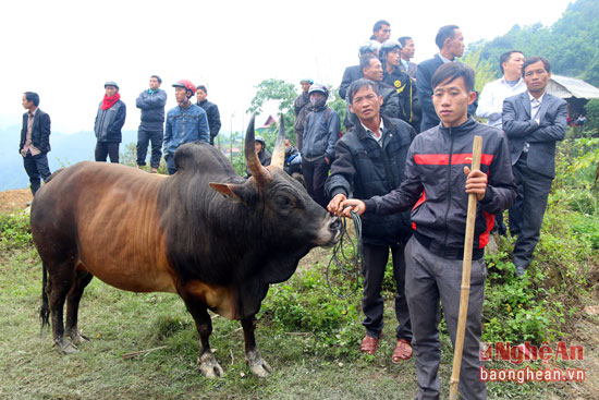 Mô tả ảnh