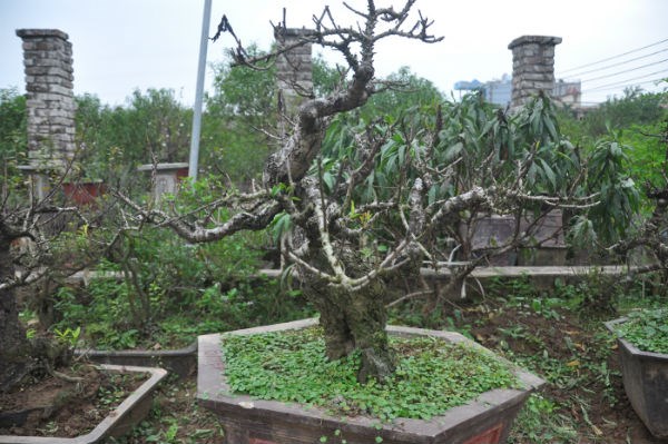 Mô tả ảnh