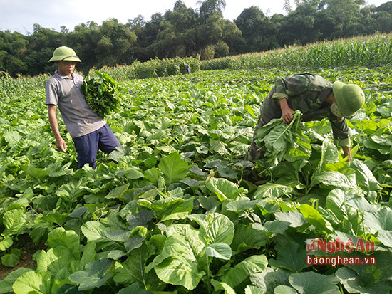 Mô tả ảnh