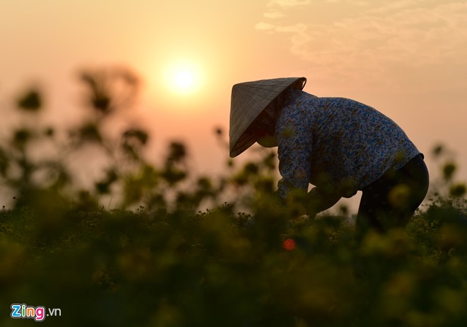 Mô tả ảnh