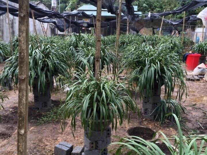Mô tả ảnh