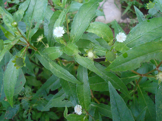 Mô tả ảnh