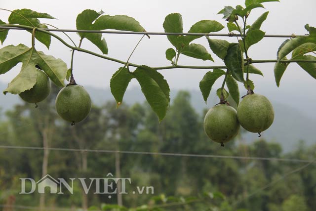 Mô tả ảnh