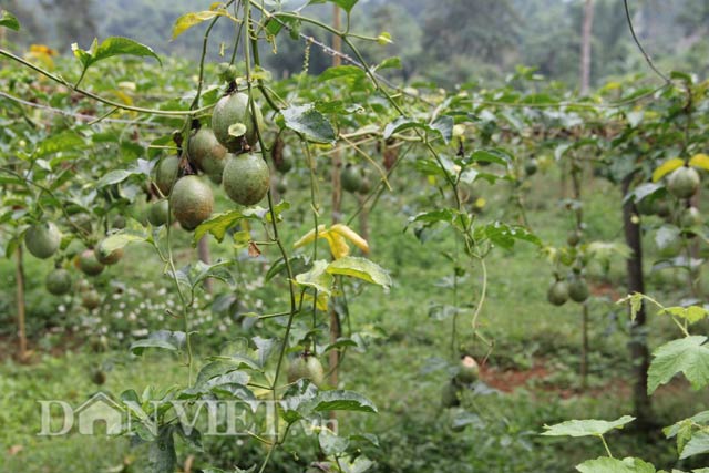 Mô tả ảnh