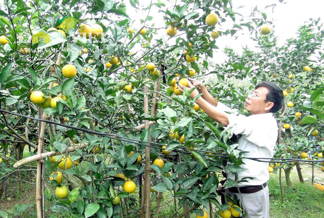 Mô tả ảnh