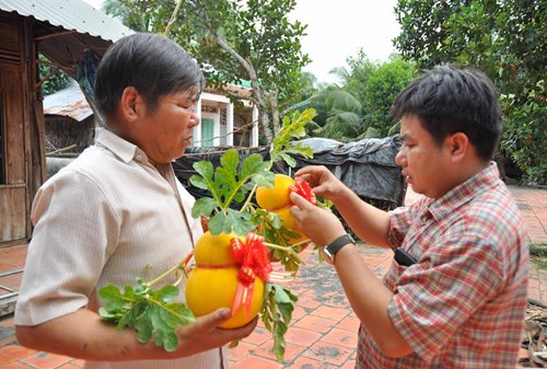 Dưa hồ lô vàng độc, lạ "hút" khách chơi Tết