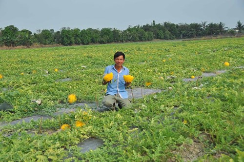 Dưa hồ lô vàng độc, lạ "hút" khách chơi Tết