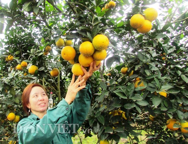 Mô tả ảnh