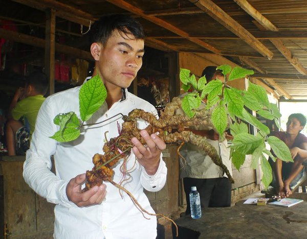 Củ sâm Ngọc Linh 100 tuổi: 4 đại gia chồng tiền tỷ không mua nổi