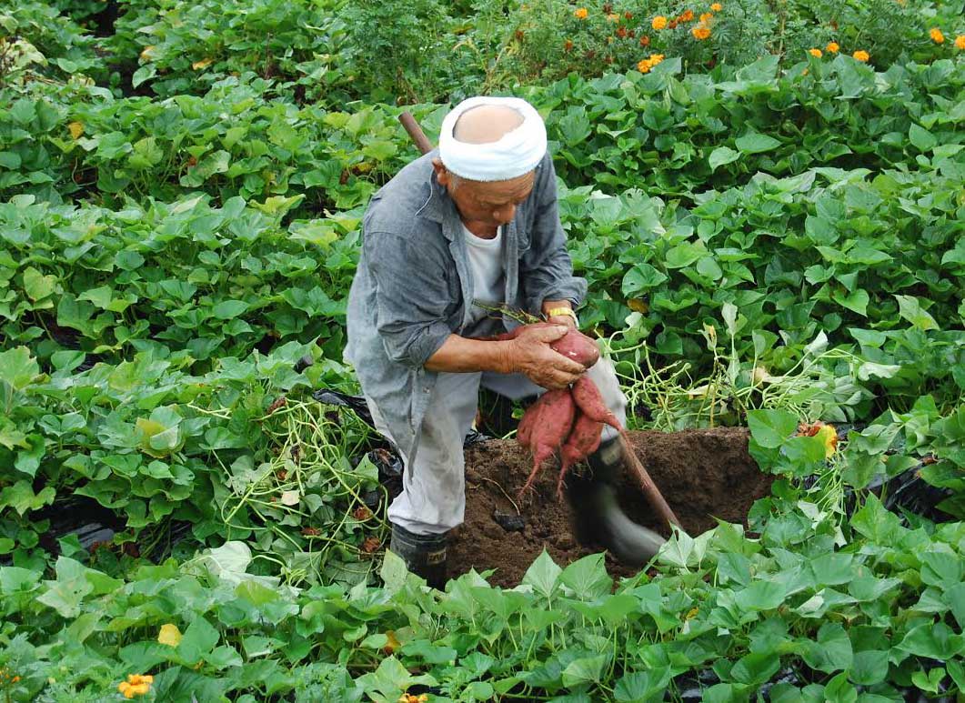 Mô tả ảnh