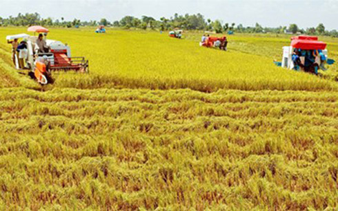 Quy định mới về miễn thuế đất nông nghiệp