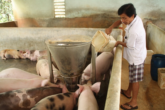 Tính kế “giải cứu” giá cho ngành chăn nuôi heo