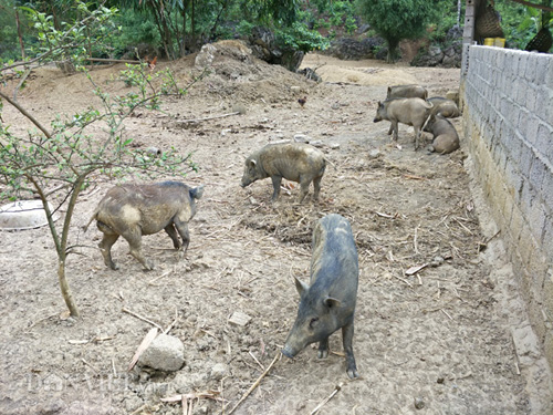 Mô tả ảnh