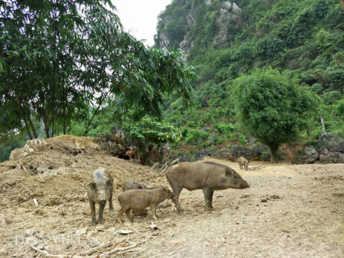 Mô tả ảnh