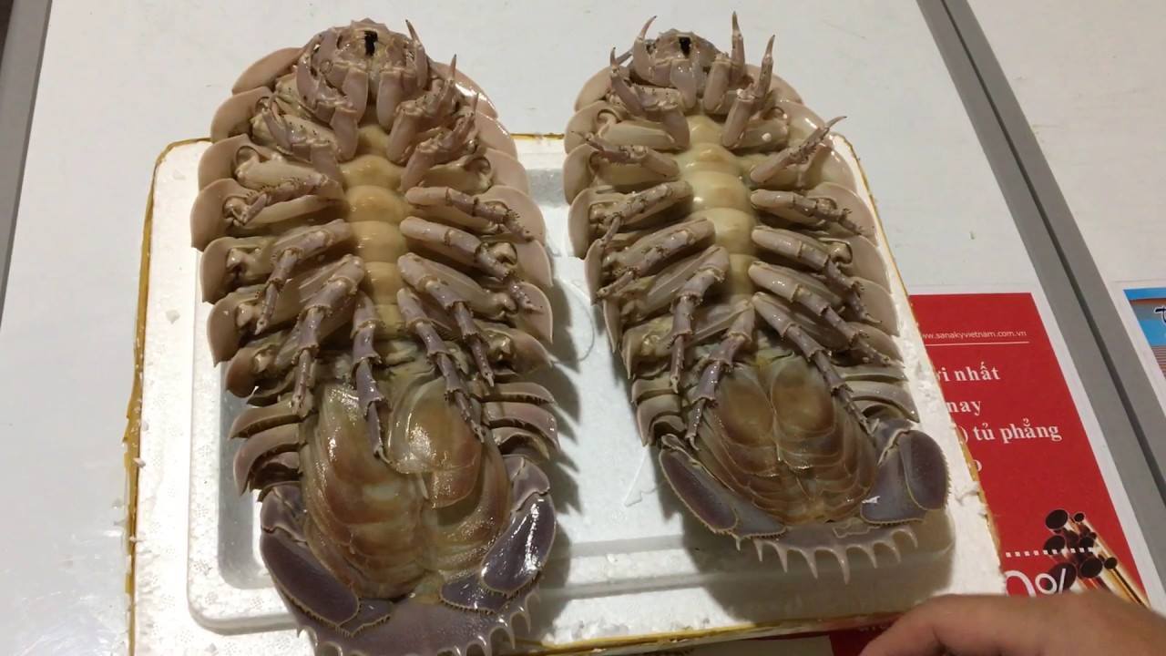 Mô tả ảnh