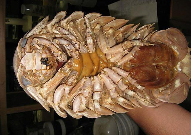Mô tả ảnh