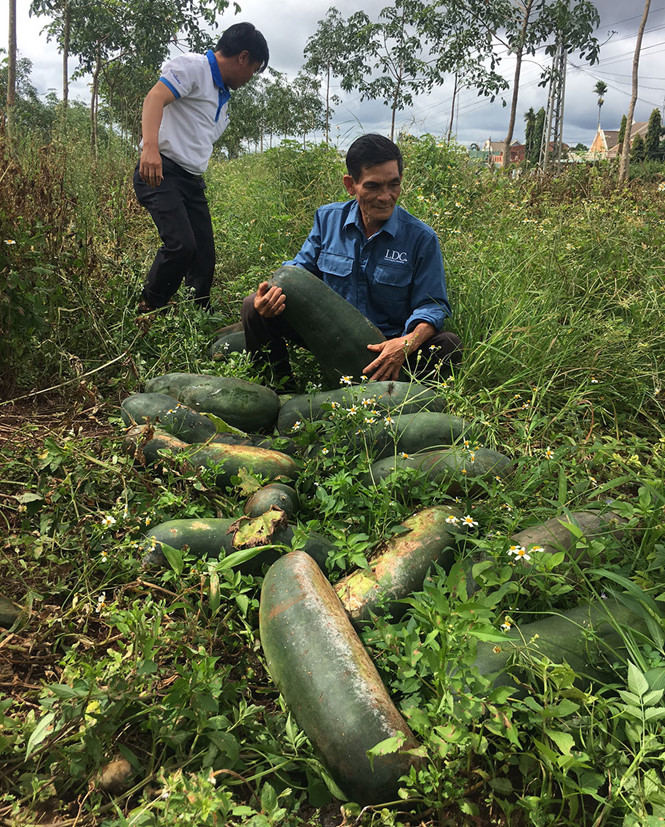 Mô tả ảnh