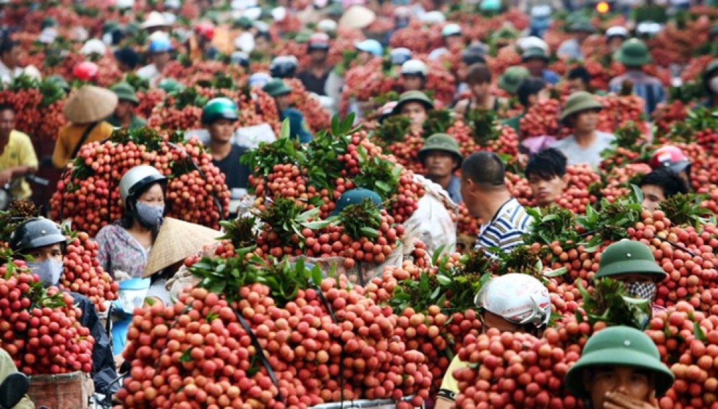 Quả vải Việt Nam từng bước "tấn công", mở rộng thị trường