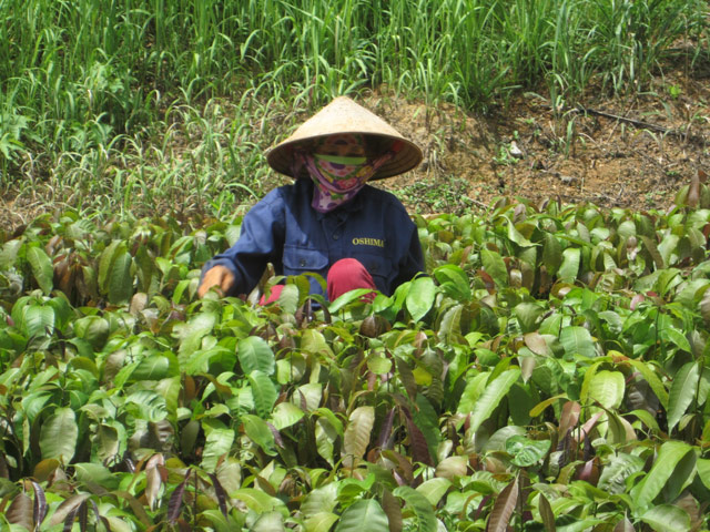 Mô tả ảnh