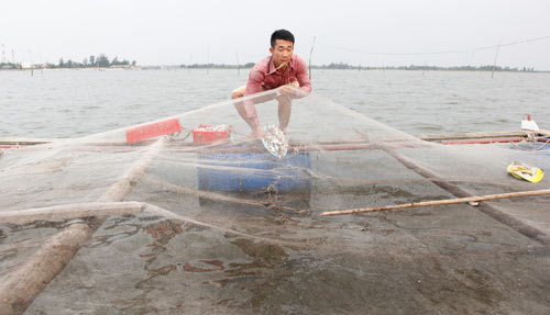 Bỏ lương 9 triệu về làng nuôi cá lồng muốn lãi 200 triệu/năm