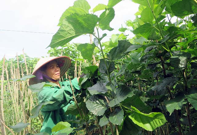 nông dân, làm giàu, nuôi tằm