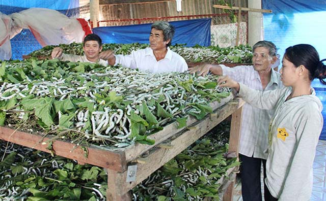 nông dân, làm giàu, nuôi tằm