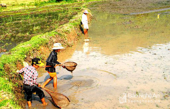 thương lái Trung Quốc, thu mua, mua đỉa,