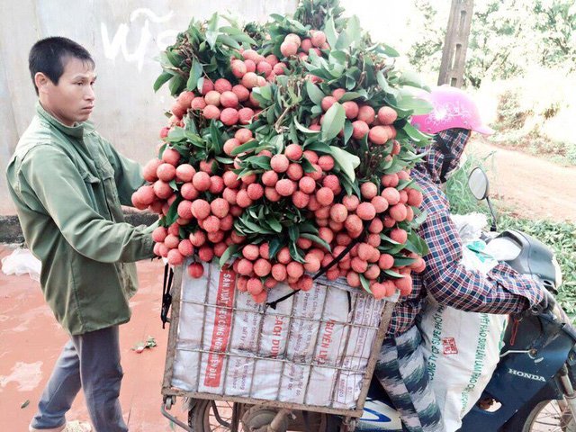 Thương lái Trung Quốc, vải thiều, nông sản mất giá, nông dân, thu mua,