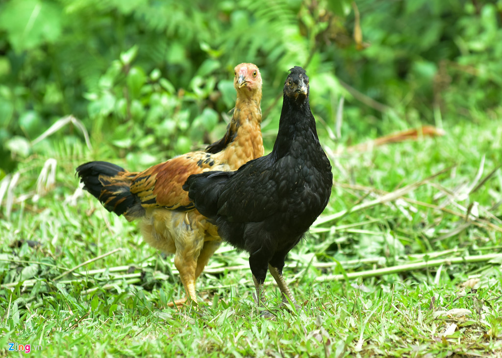 Ga xuong den quy hiem cua nguoi Mong o Mu Cang Chai hinh anh 9