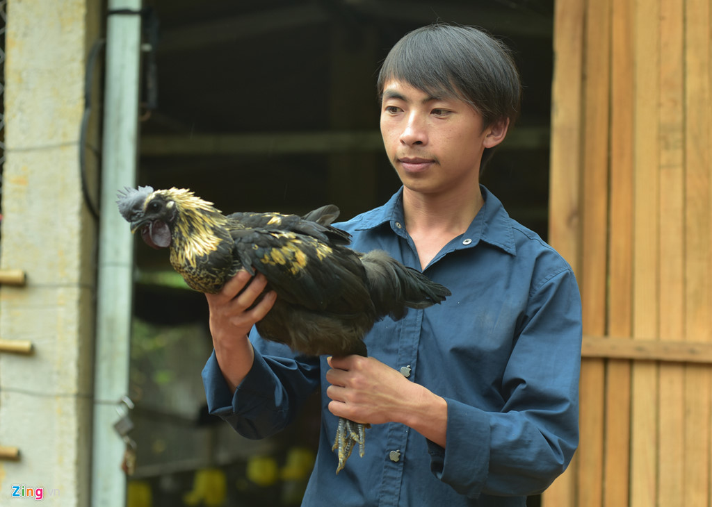 Ga xuong den quy hiem cua nguoi Mong o Mu Cang Chai hinh anh 11