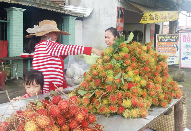 Giá bán chôm chôm Java tại Bến Tre chỉ còn  5.000 đồng/kg - Ảnh: CHÂU THÀNH