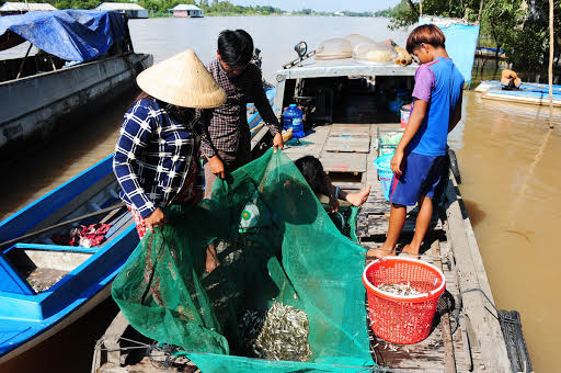 Nong dan mien Tay kiem tien 'de ot' nho lu ve som hon moi nam hinh anh 4