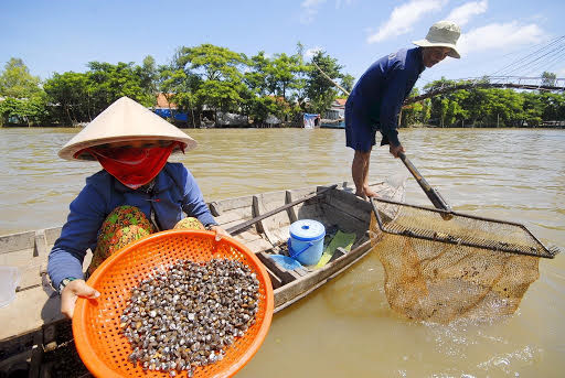 Nong dan mien Tay kiem tien 'de ot' nho lu ve som hon moi nam hinh anh 6